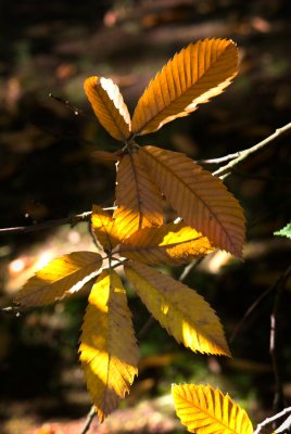Castanea sativa - kaštanovník jedlý - listy podzim